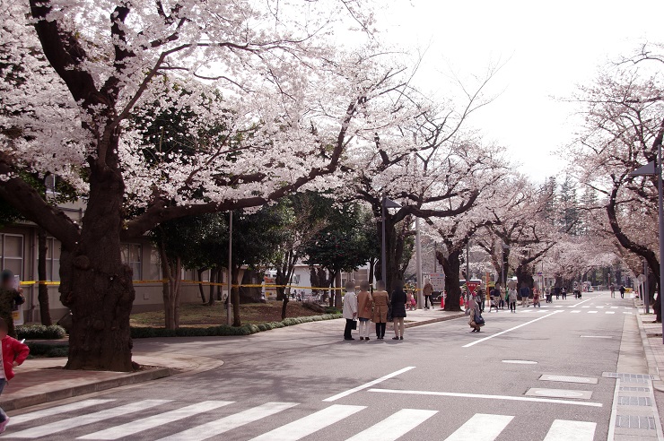 三宿駐屯地：桜並木