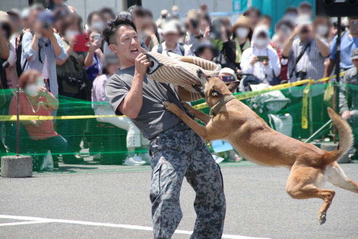入間基地ランウェイウォーク2024:警備犬訓練展示